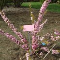 Prunus glandulosa 'Sinensis' P6 (2)